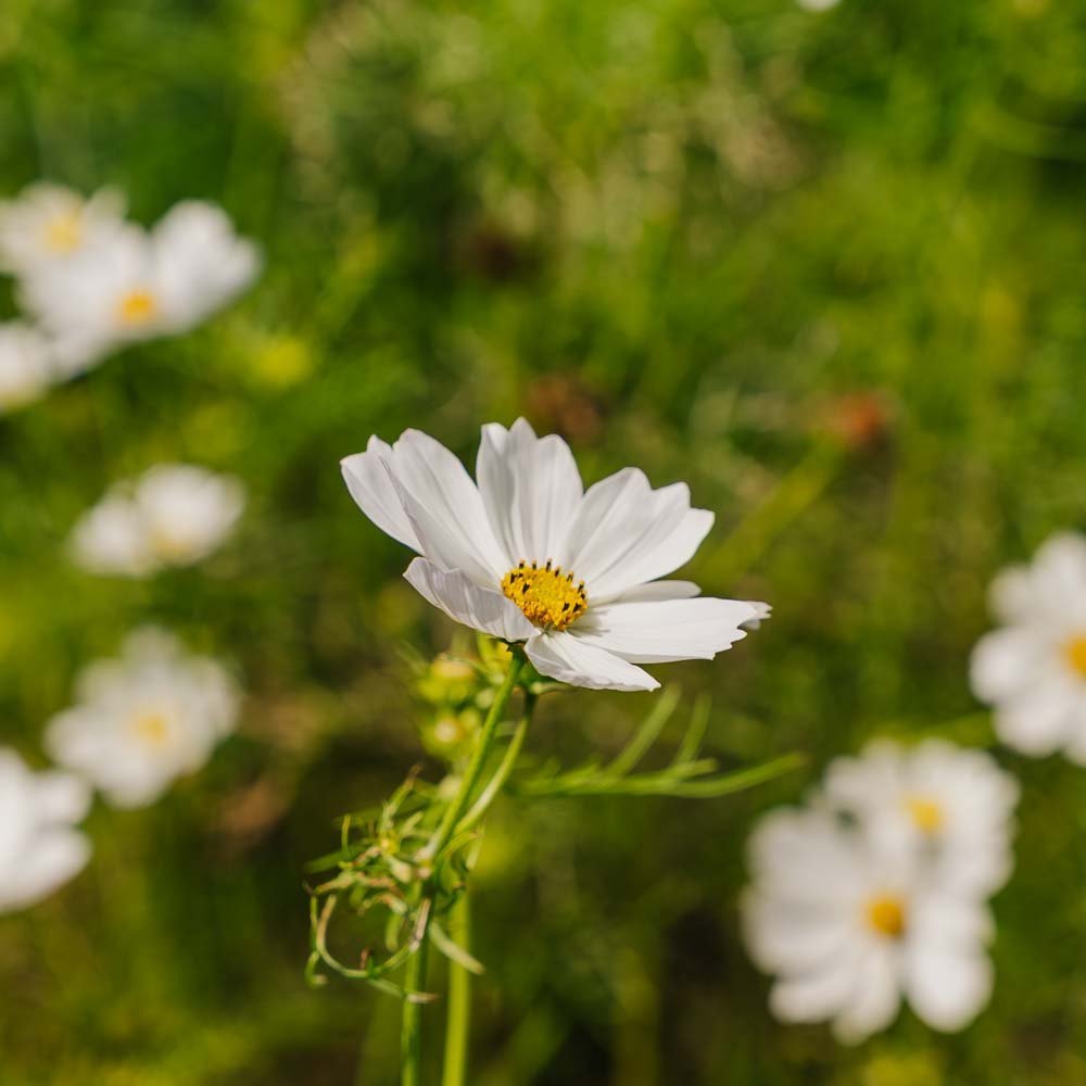 Cosmos frø 'White Cosmos' - 80 Økologiske frø