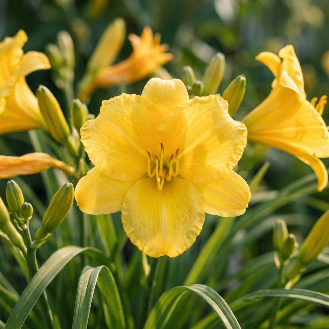 Daglilje, Hemerocallis 'Stella de Oro'