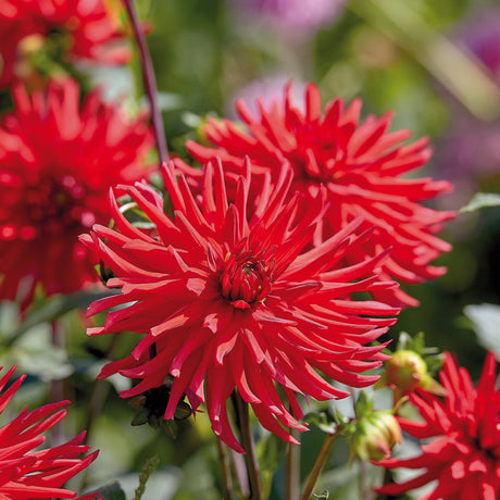 Dahlia 'Bergers Record'