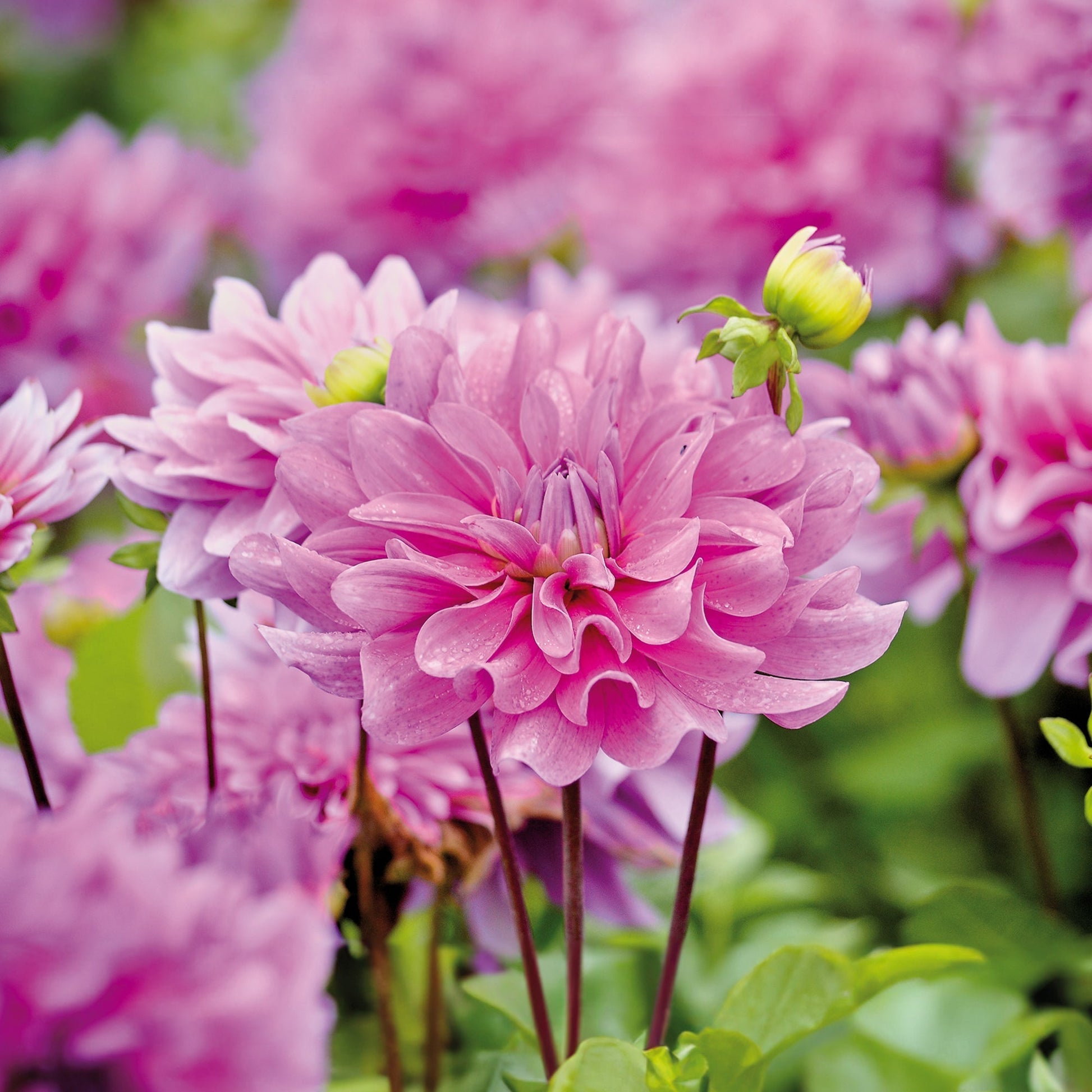 Dahlia 'Bluetiful'