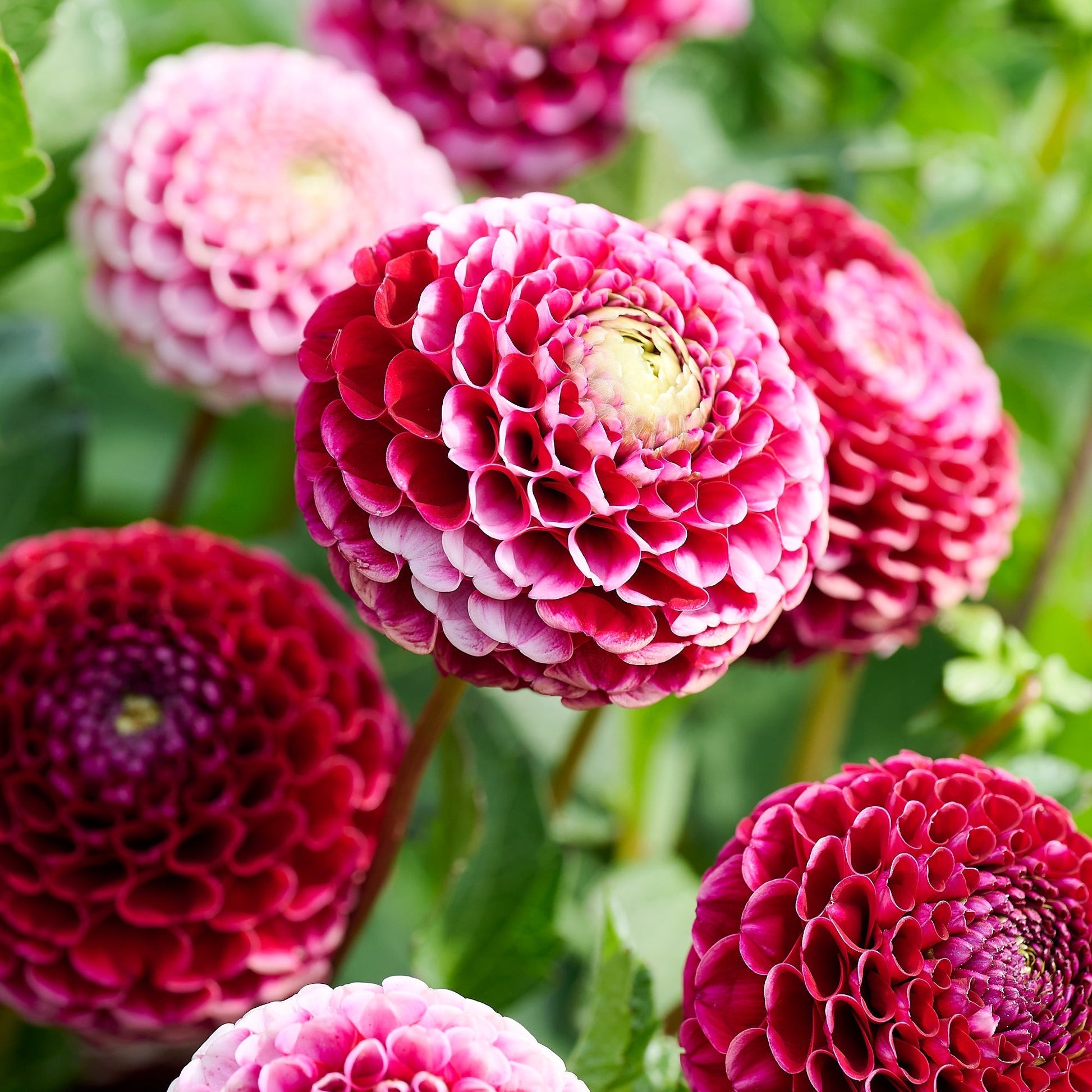 Dahlia 'Chick A Dee'