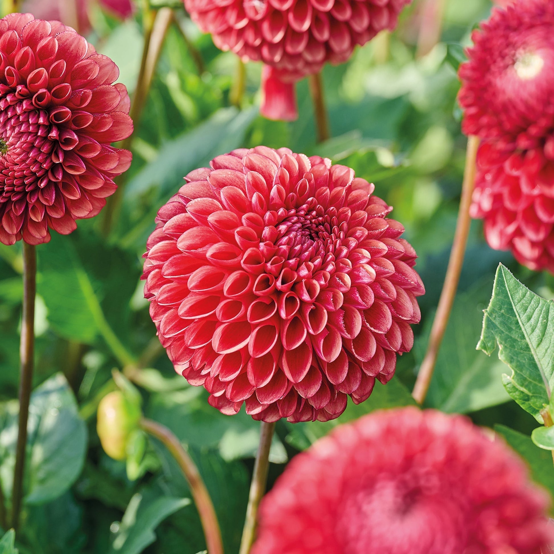 Dahlia 'Copperboy'
