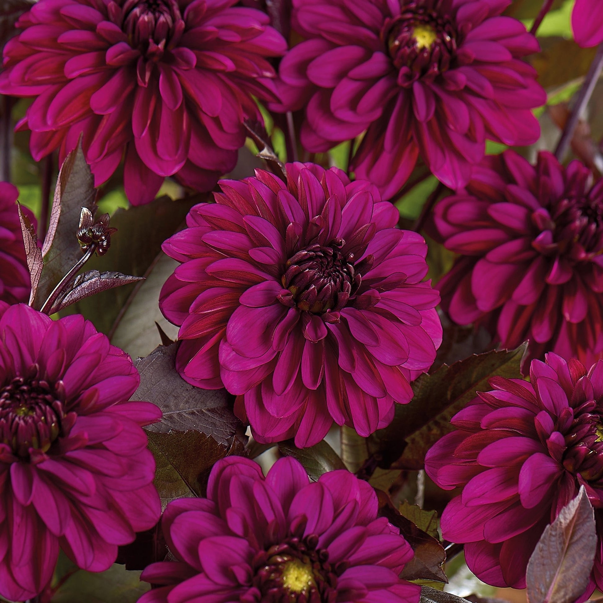 Dahlia 'Jennifer Mary Ellen'