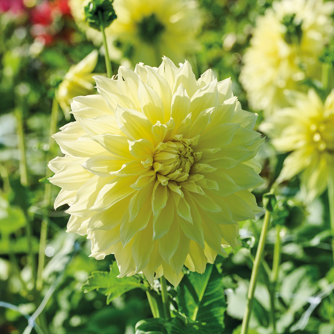 Dahlia 'Kelvin Floodlight'