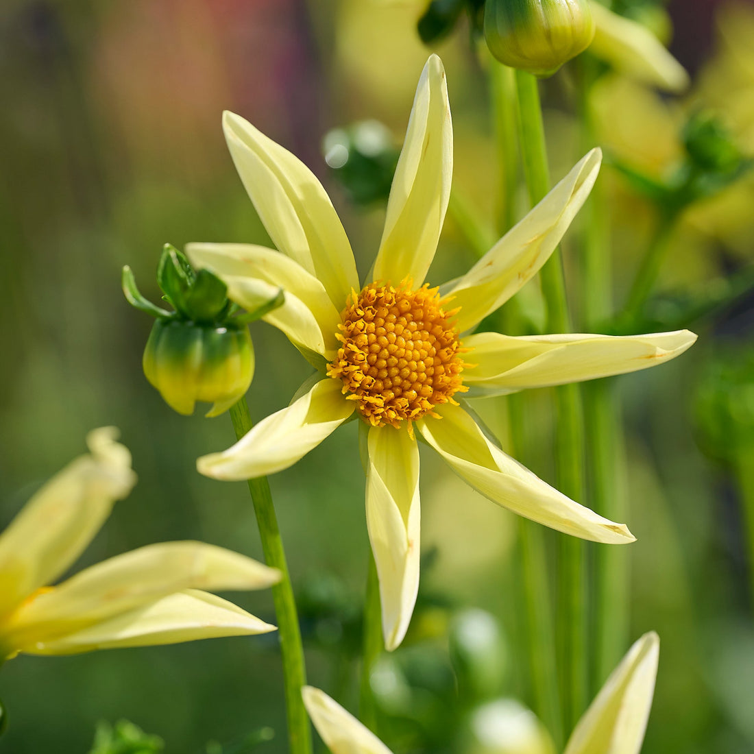 Dahlia mix 'Dahlia Honka mix'