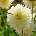 Dahlia mix 'Frimbiata mix'
