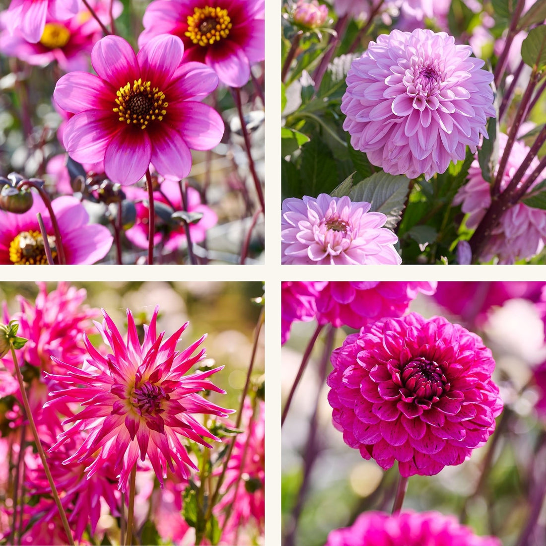 Dahlia mix 'Light purple mix'