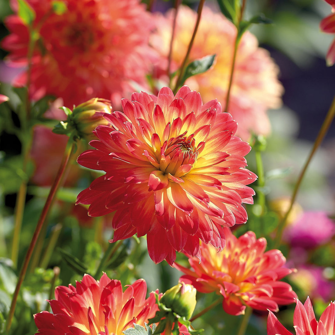 Dahlia 'Procyon'