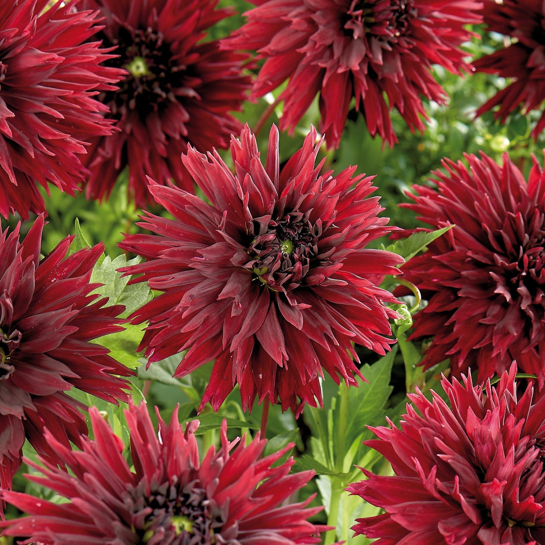 Dahlia 'Sam Hopkins'