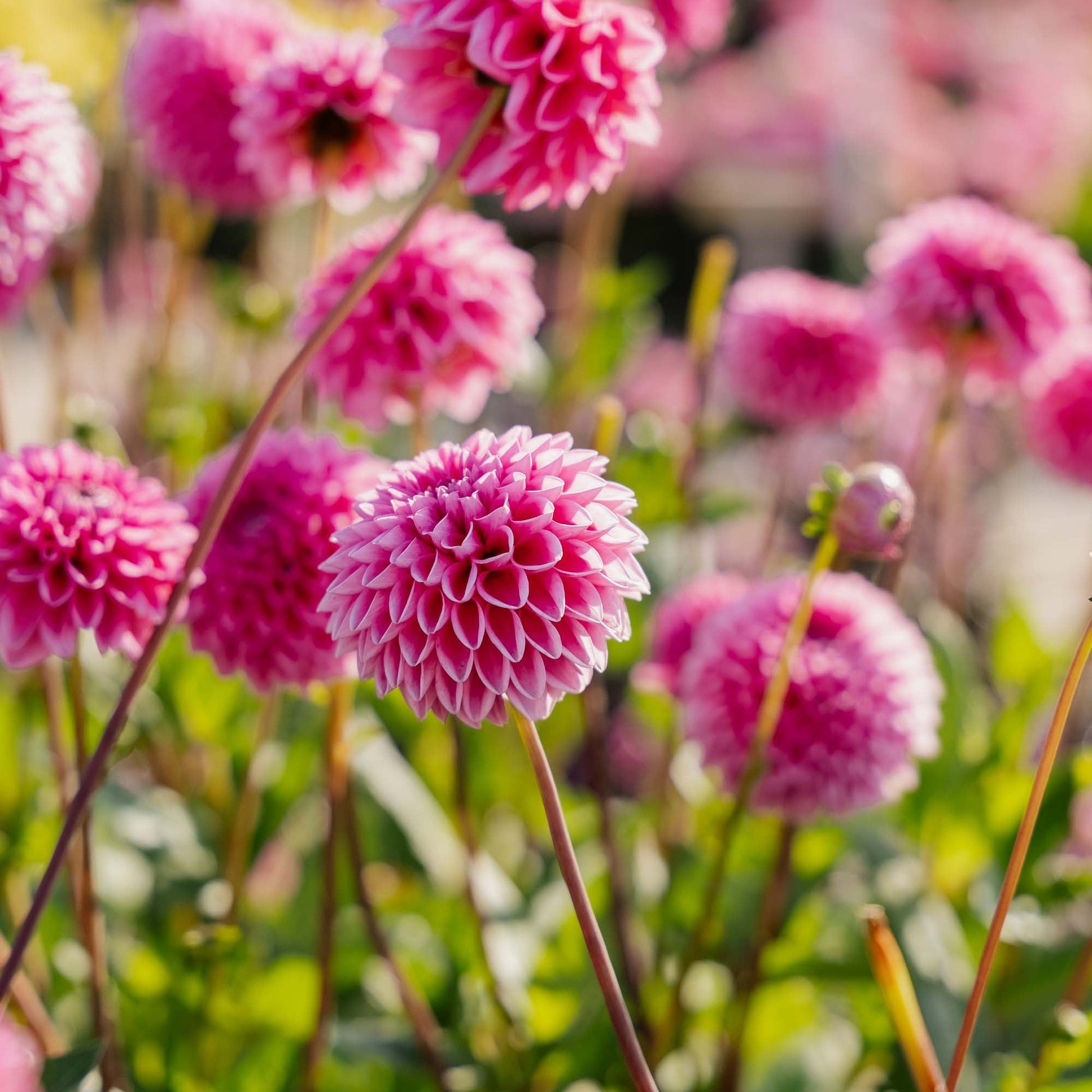 Dahlia 'Sandra'