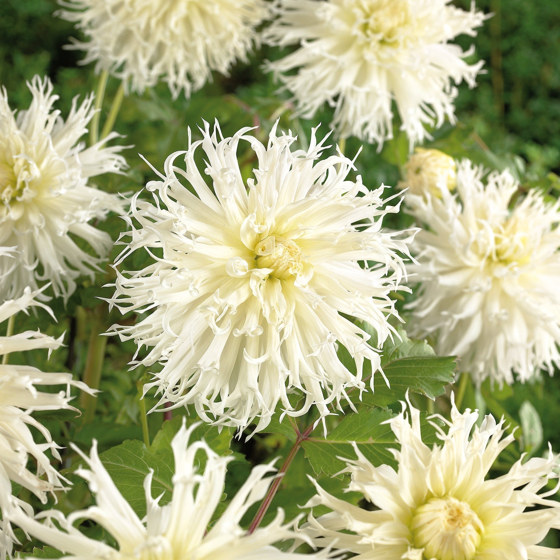 Dahlia 'Tsuki yori no shisha'