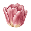 Tulipaner