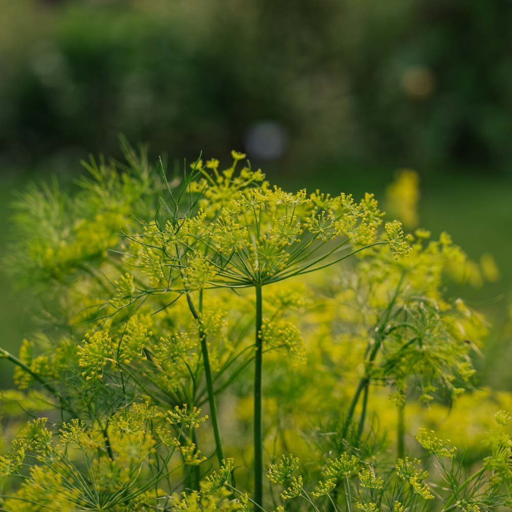 Dildfrø - 300 Økologiske frø