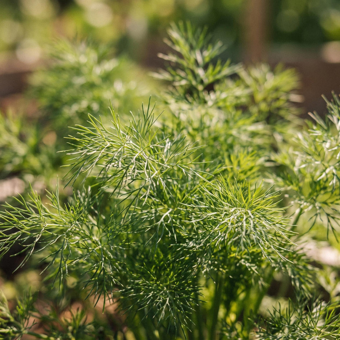 Dildfrø 'Tetra dill' - 300 Økologiske frø