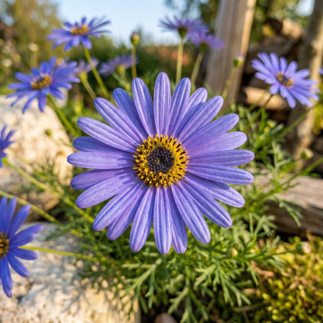 Dukkekrave frø 'Swan River Daisy' - 150 Økologiske frø