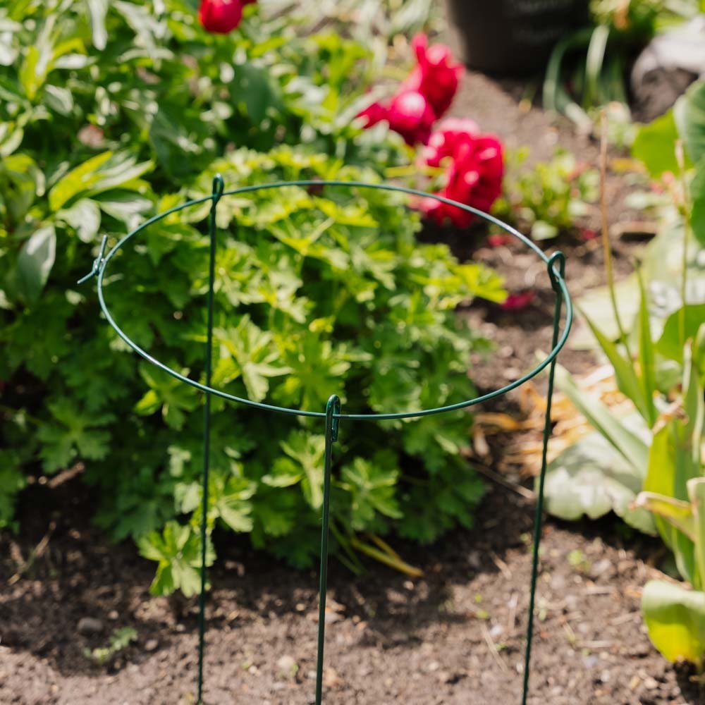 Enkel plantesupport ring, L: 40 cm B: 40cm H: 61 cm