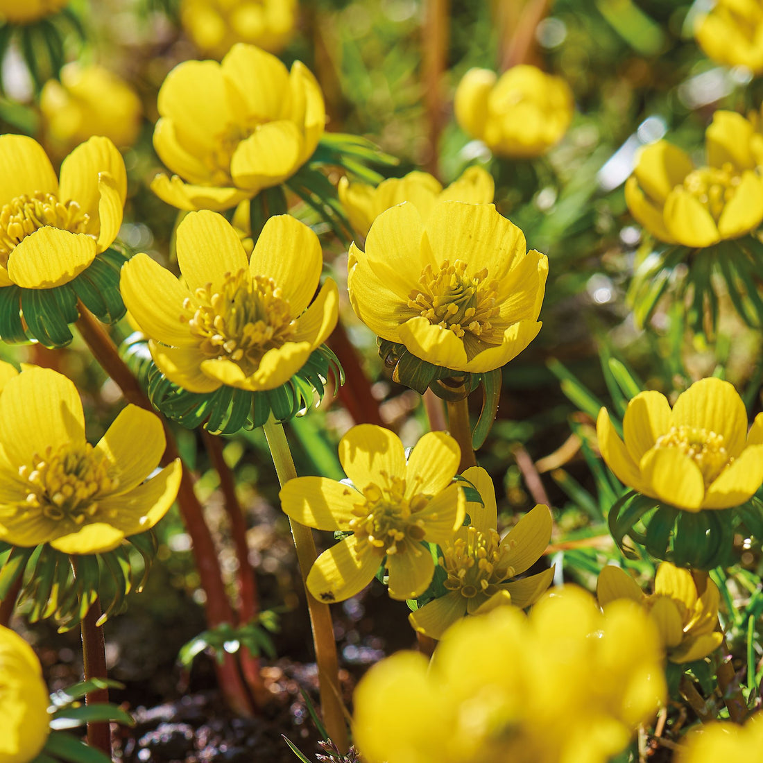 Eranthis 'Cilicica'