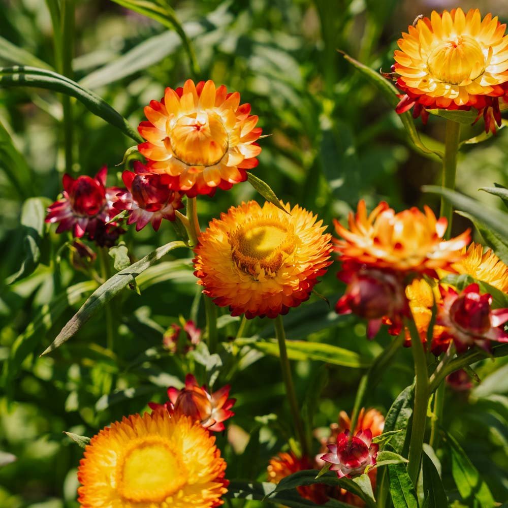 Evighedsblomst frø 'Tall Straw Flower' - 200 Økologiske frø