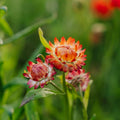 Evighedsblomst frø 'Tall Straw Flower' - 200 Økologiske frø