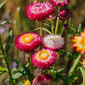 Evighedsblomst frø 'Tall Straw Flower' - 200 Økologiske frø