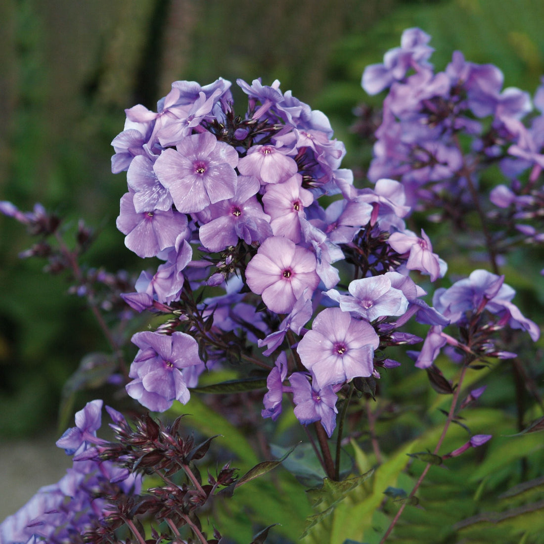 Floks, Phlox 'Blue Paradise'