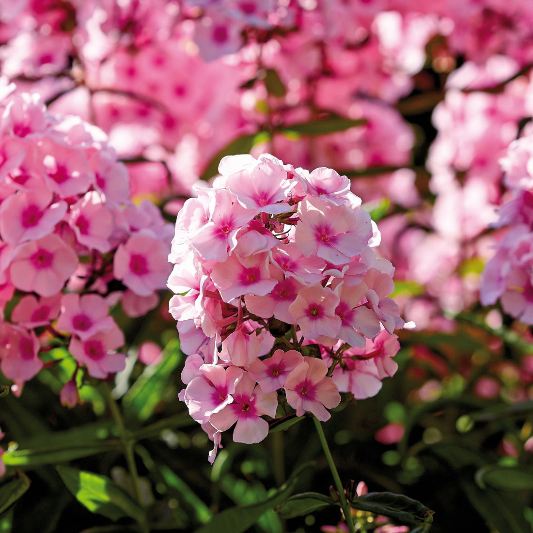 Floks, Phlox 'Bright Eyes'