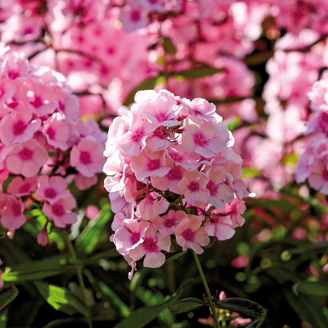 Floks, Phlox 'Bright Eyes'