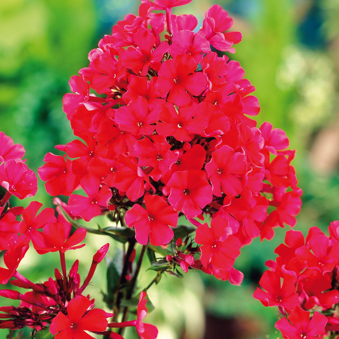 Floks, Phlox 'Starfire'