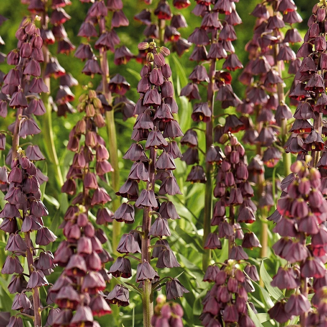 Fritillaria 'Purple Favourite'