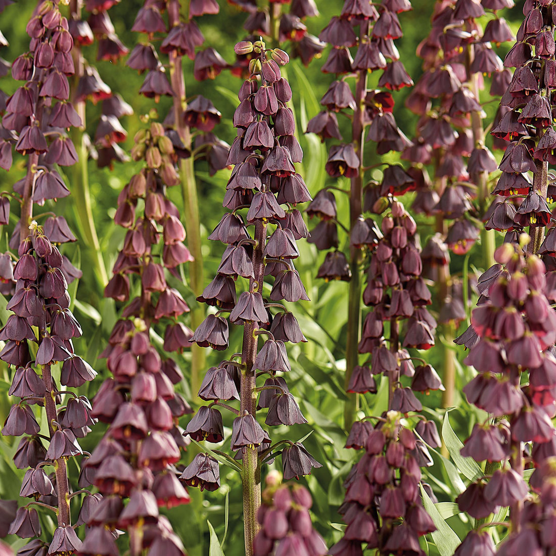 Fritillaria 'Purple Favourite'