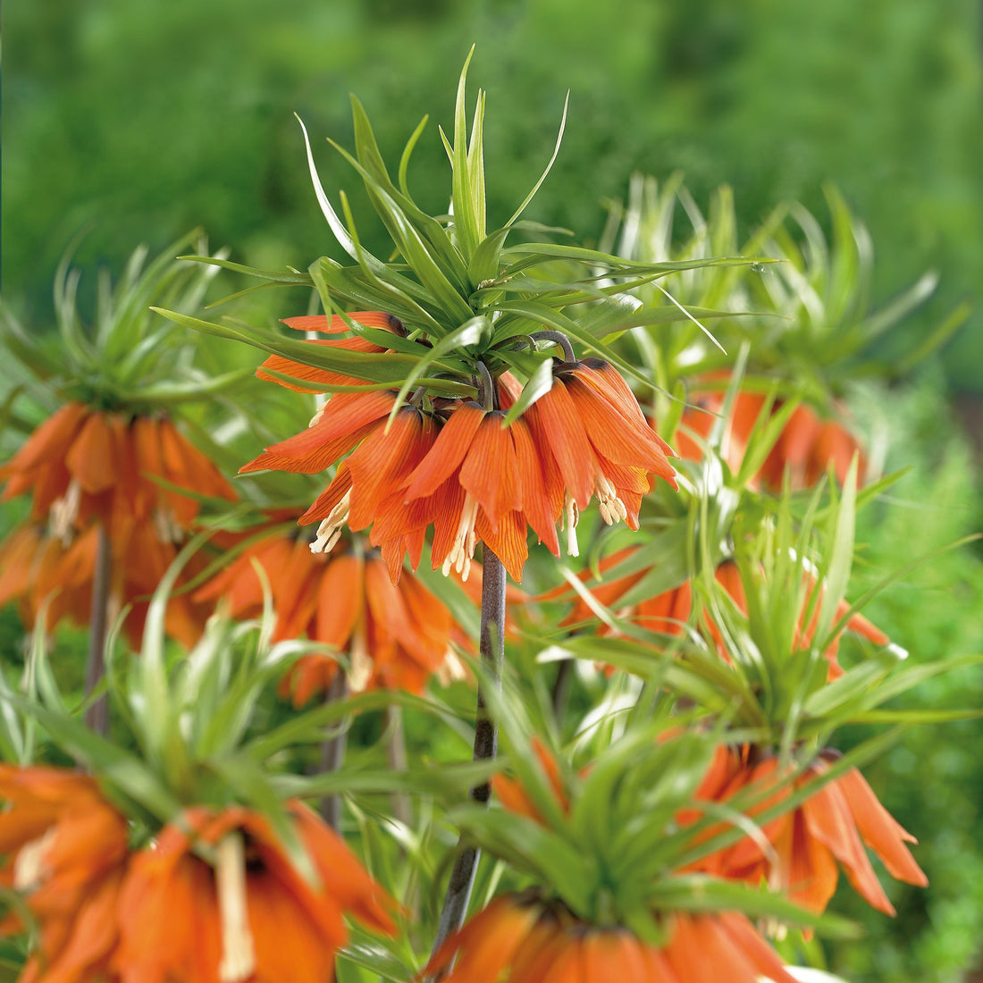 Fritillaria 'Red Beauty'