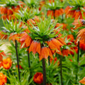 Fritillaria 'Rubra Maxima'
