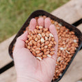 Fuglefoder, Peanuts de Luxe, 5 L
