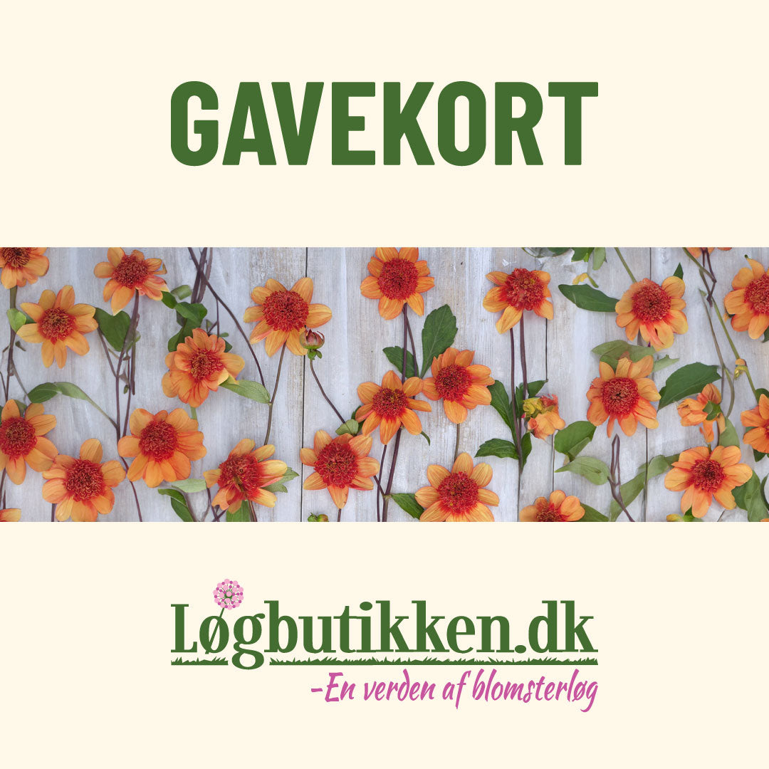 Løgbutikken Gavekort