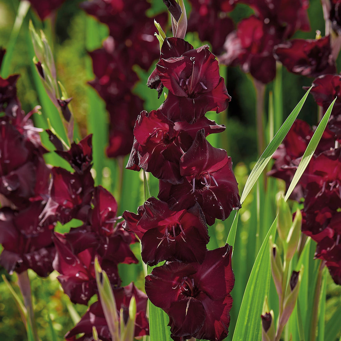 Gladiolus 'Tavira'