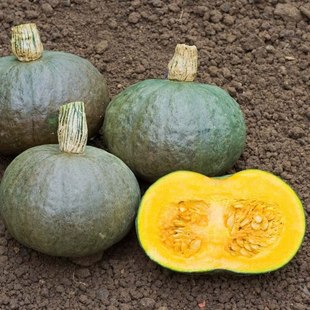 Græskar frø 'Blue Kuri' - 5 Økologiske frø