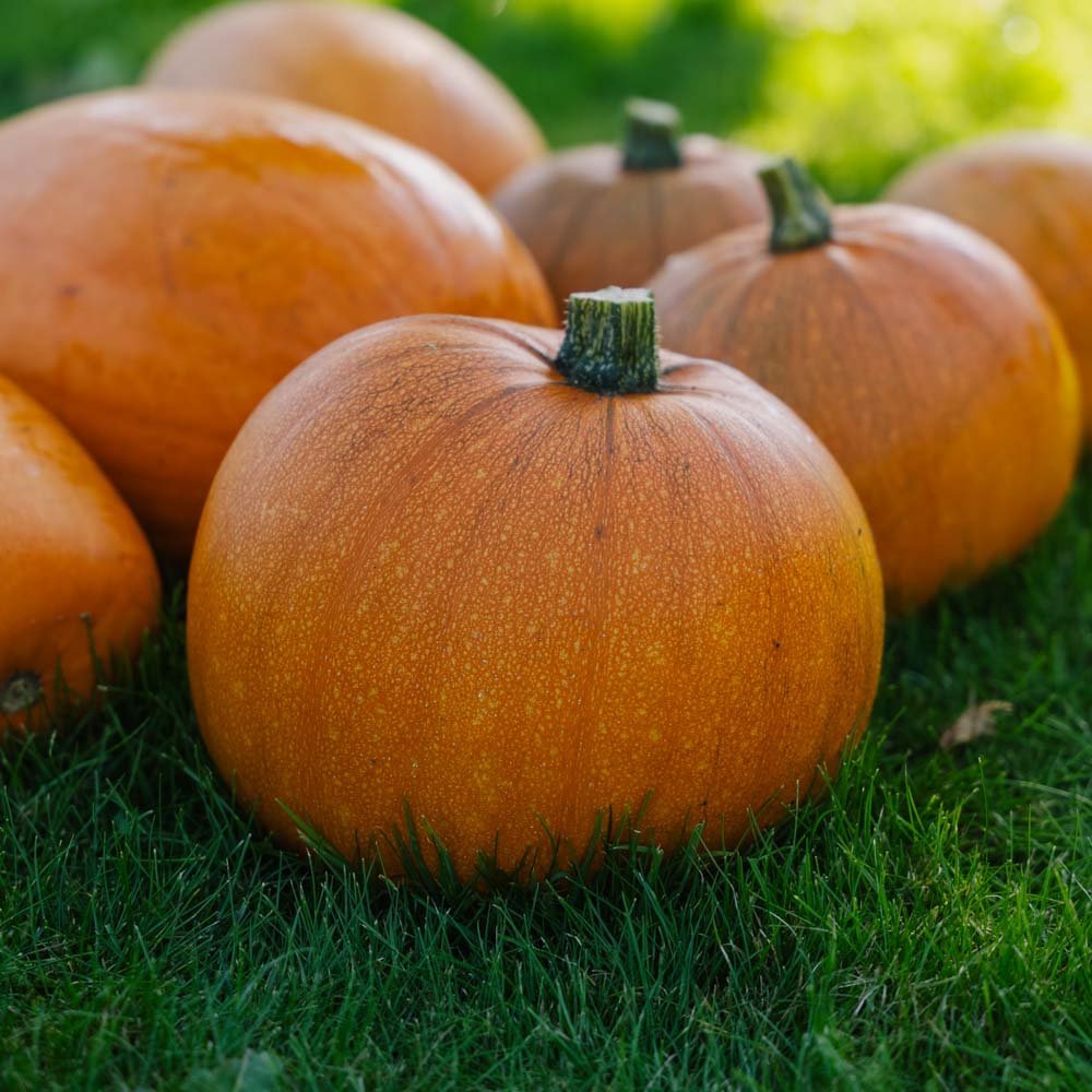 Græskar frø 'Jack O’Lantern' - 5 Økologiske frø