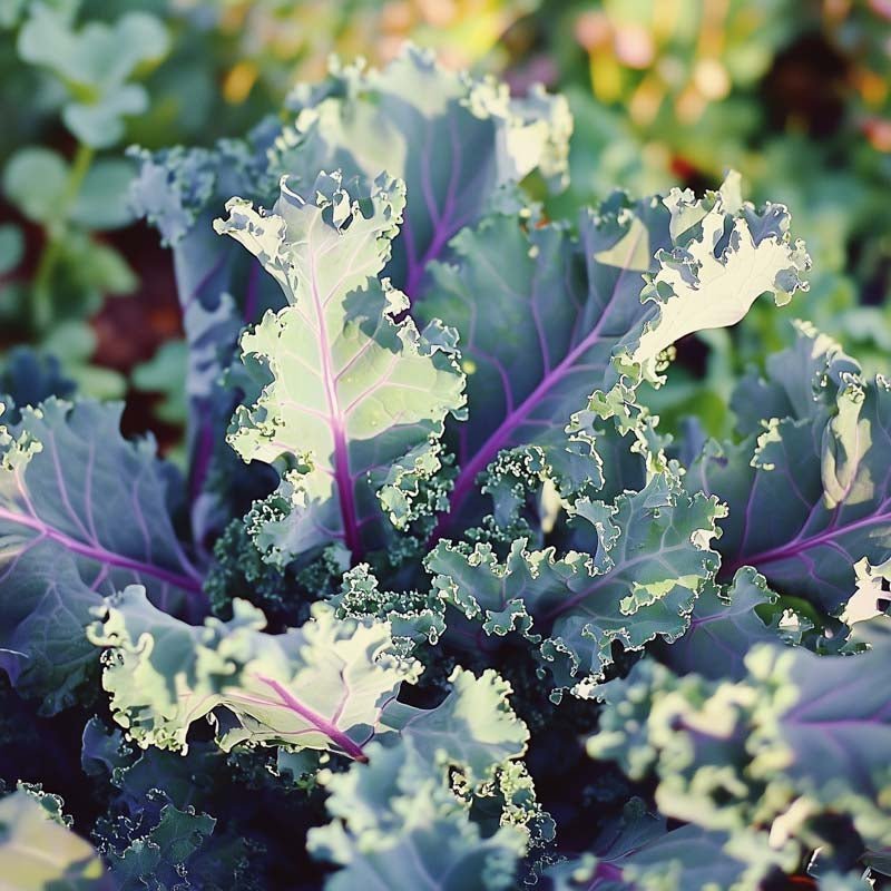 Grønkålsfrø 'Red russian' - 50 Økologiske frø