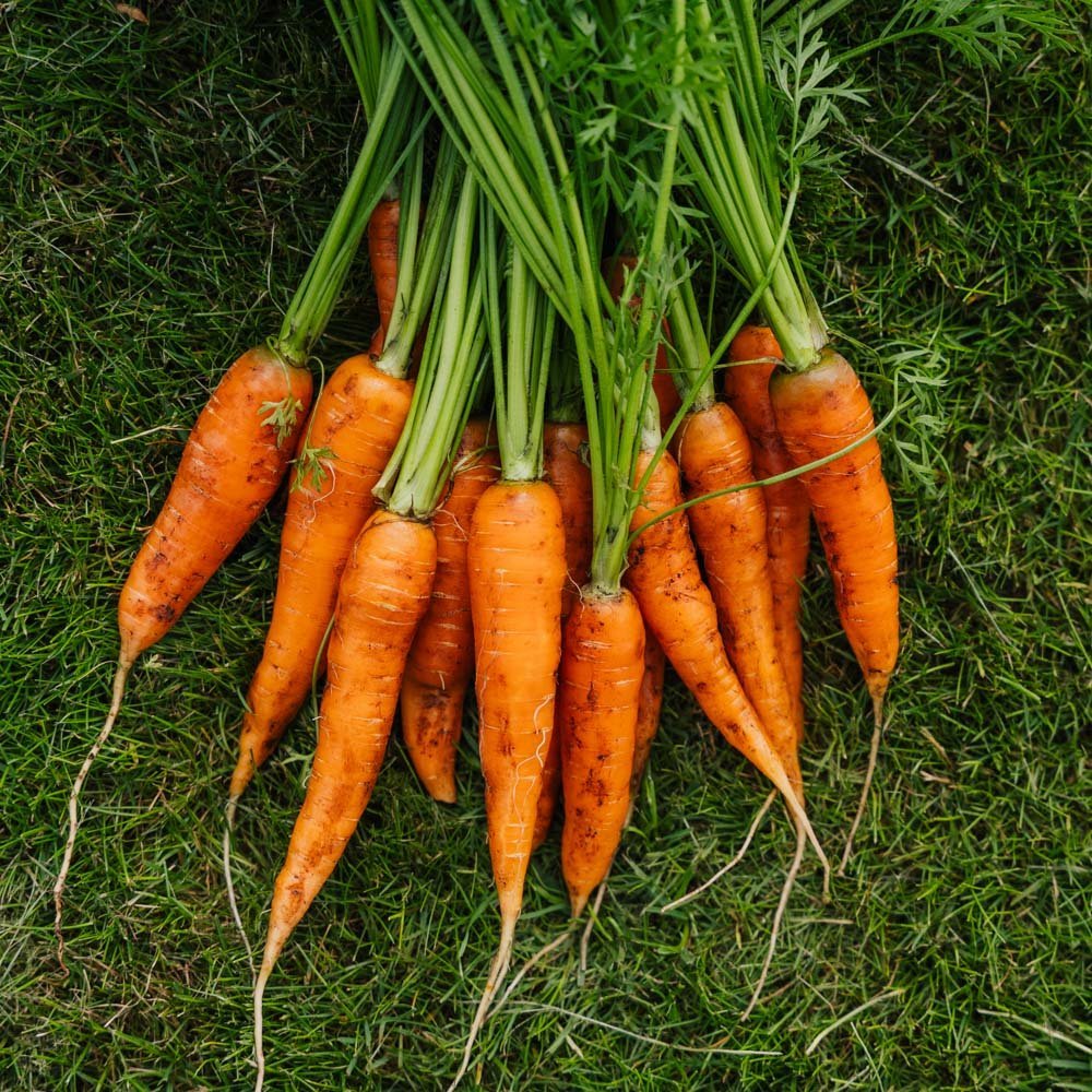 Gulerodsfrø 'Milan' - 500 Økologiske frø