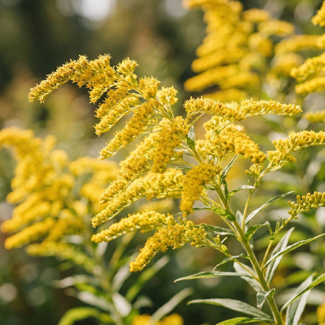 Gyldenris, Solidago 'Citronella'