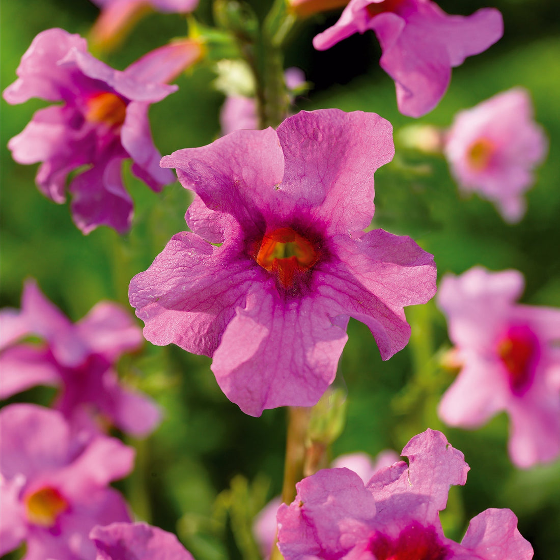 Havegloxenia, Incarvillea delavayi 'Pink'