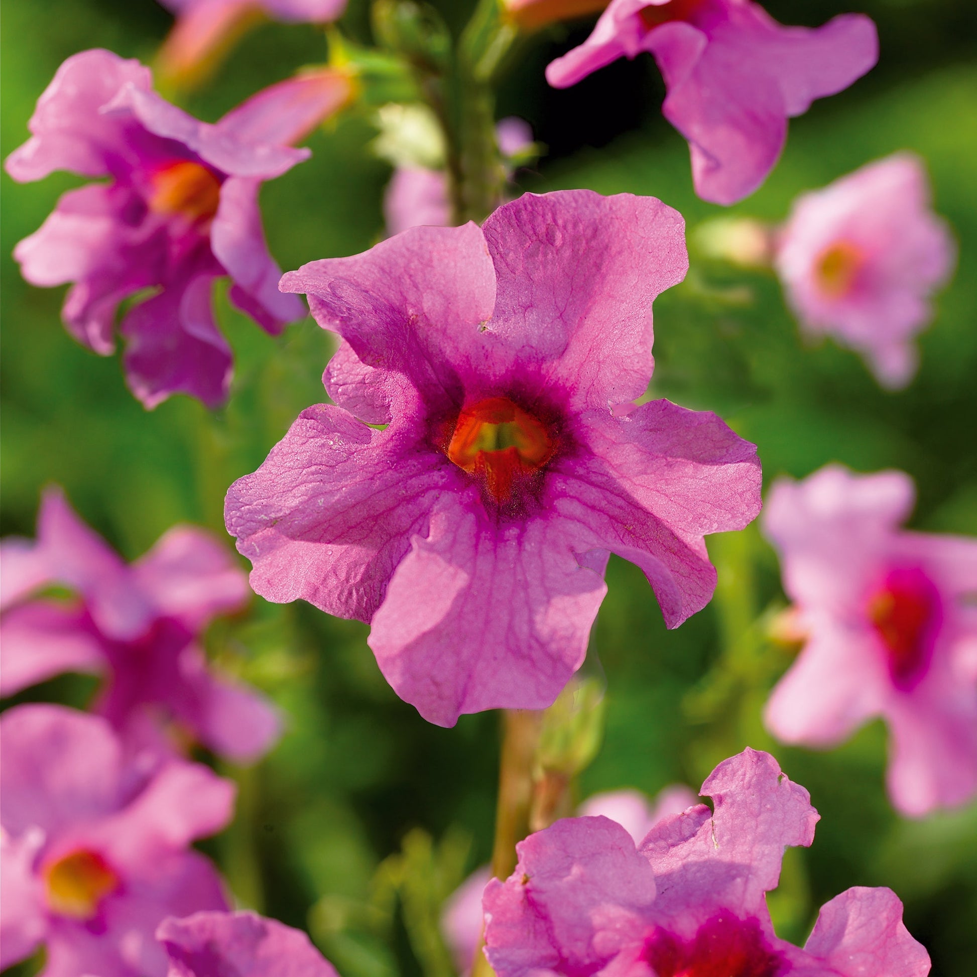 Havegloxenia, Incarvillea delavayi 'Pink'