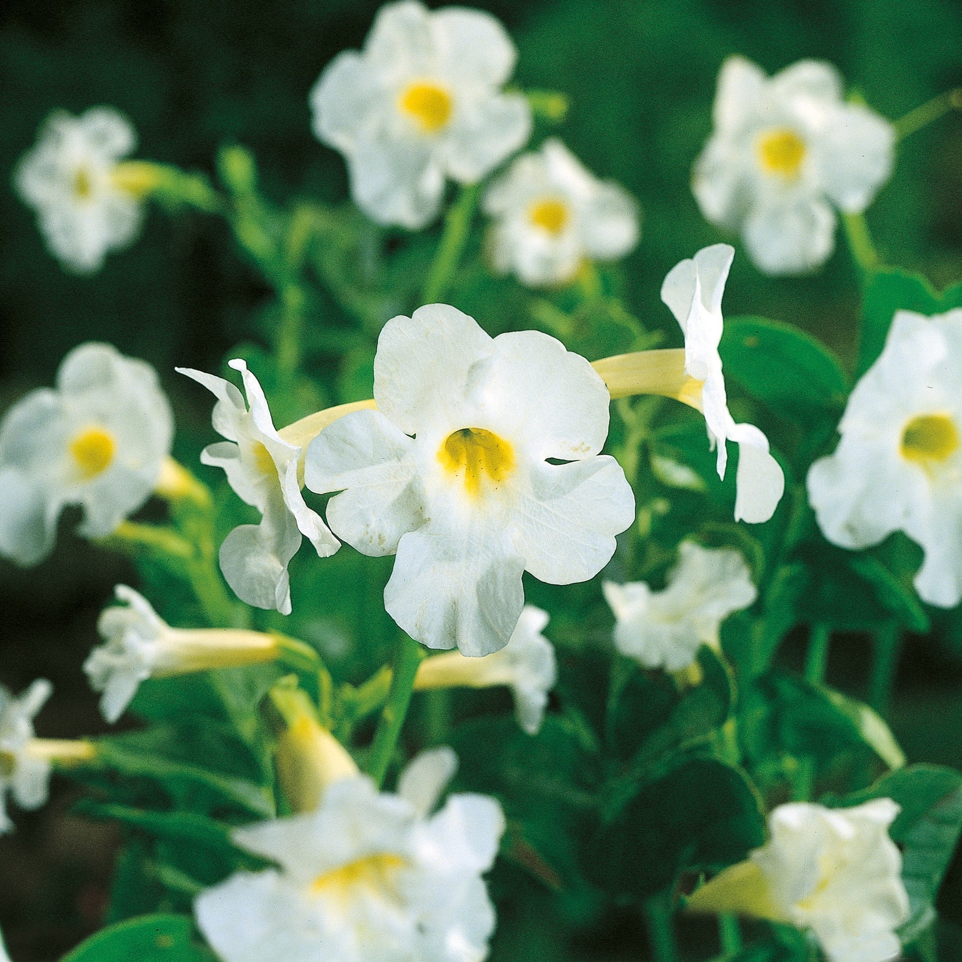 Havegloxenia, Incarvillea delavayi 'White'