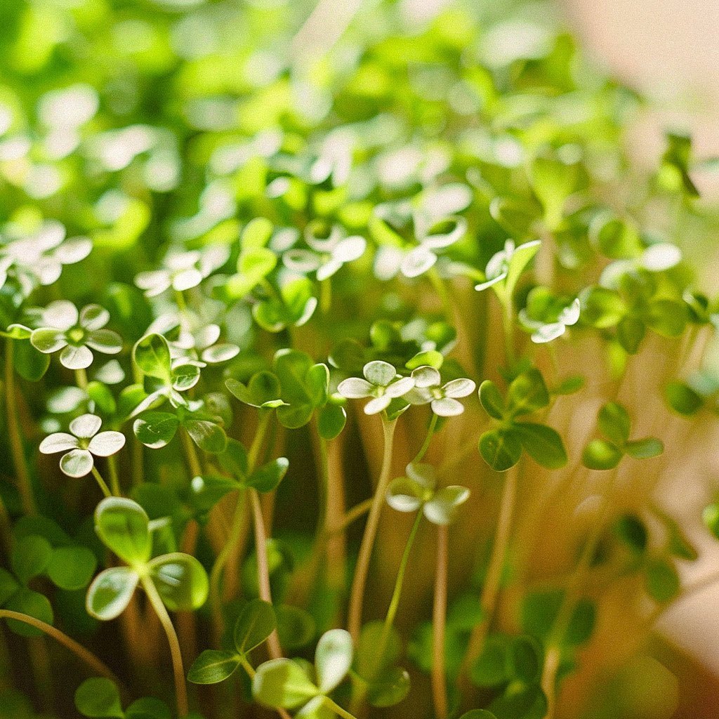 Havekarse frø 'Cressida' - 150 Økologiske frø