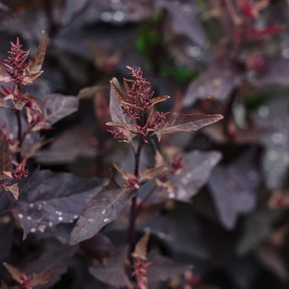 Havemælde frø rød - 100 Økologiske frø