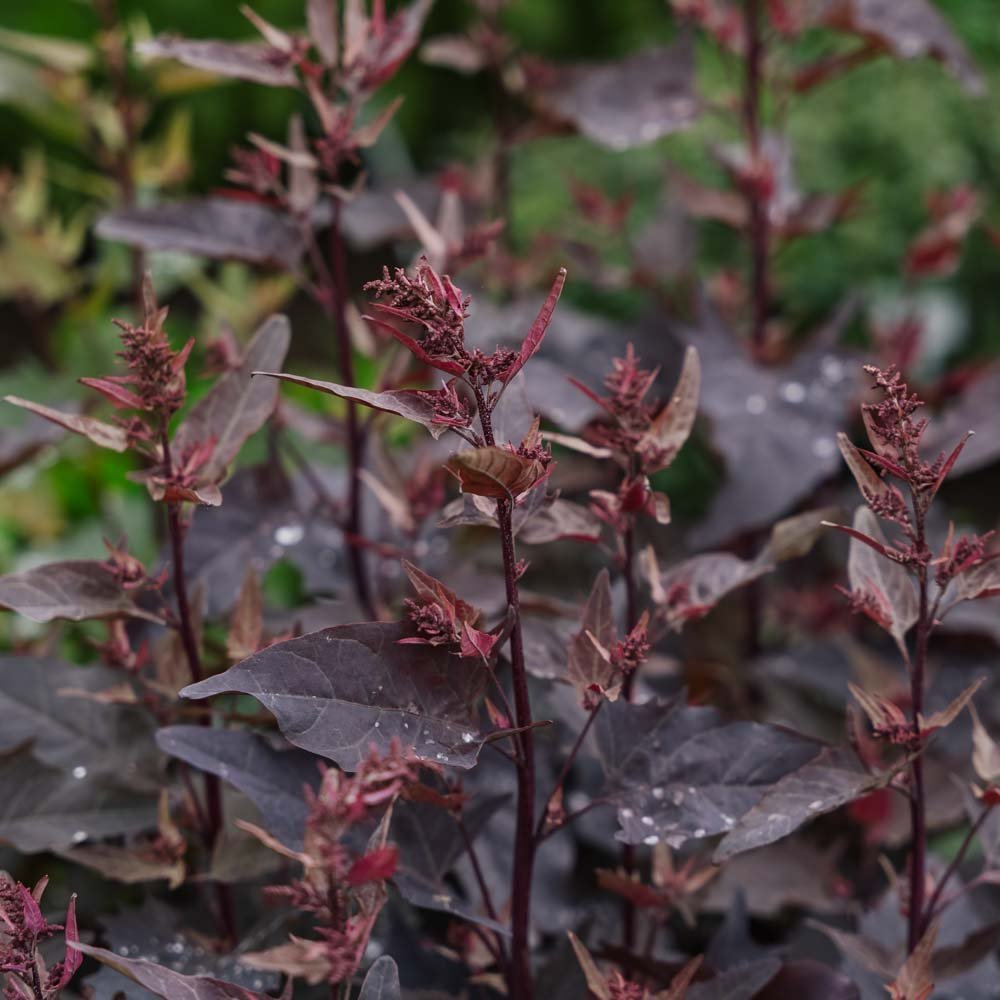 Havemælde frø rød - 100 Økologiske frø