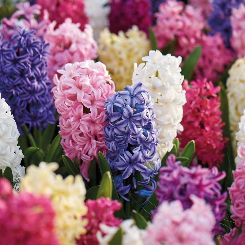 Hyacintblanding 'Mixed'