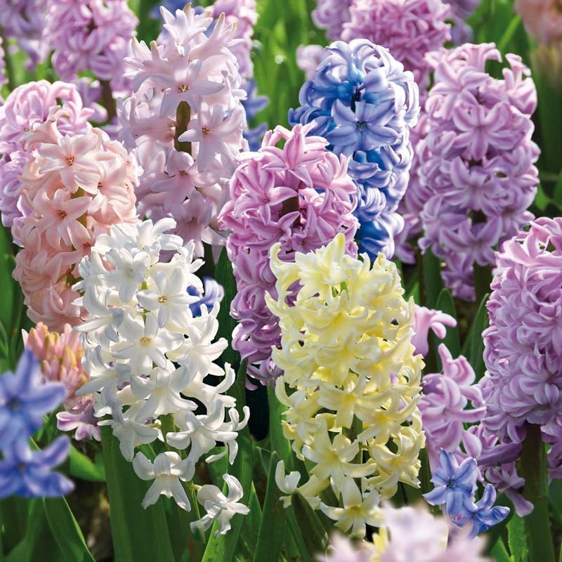 Hyacintblanding 'Pastel Mixed'