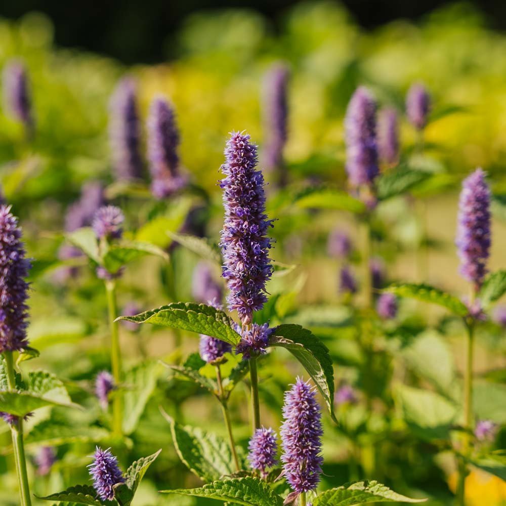 Indianermynte frø - 150 Økologiske frø