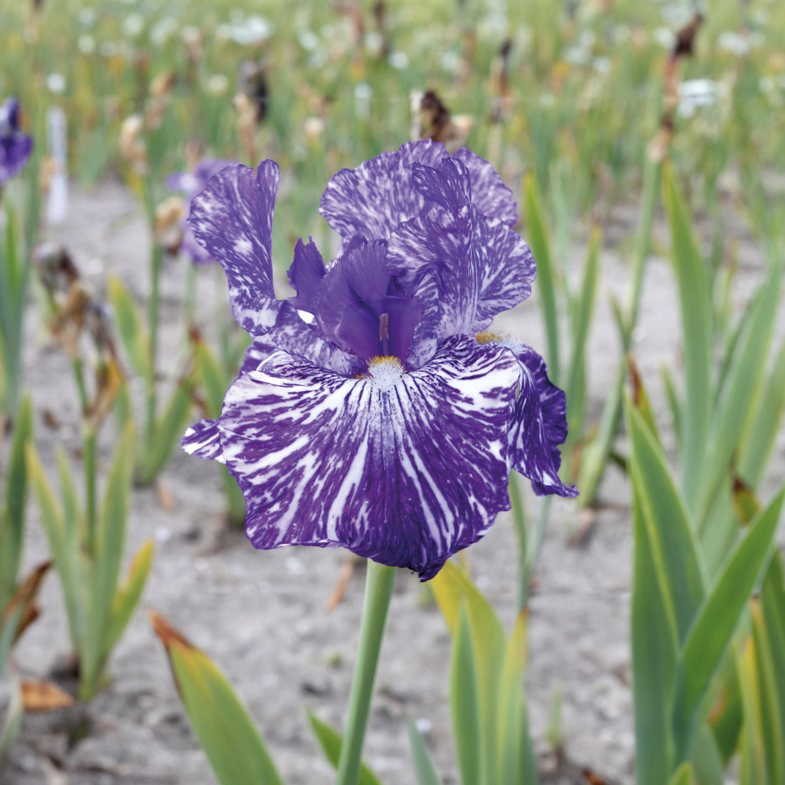 Iris 'Batik'